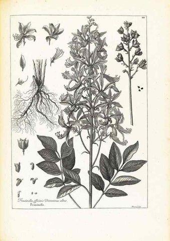 Reproducción/Reproduction 48583694041: [Recueil des plantes dessinées et gravées par ordre du roi Louis XIV].. Paris :Impr. royale,1786. 