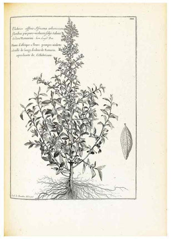 Reproducción/Reproduction 48583842612: [Recueil des plantes dessinées et gravées par ordre du roi Louis XIV].. Paris :Impr. royale,1786. 