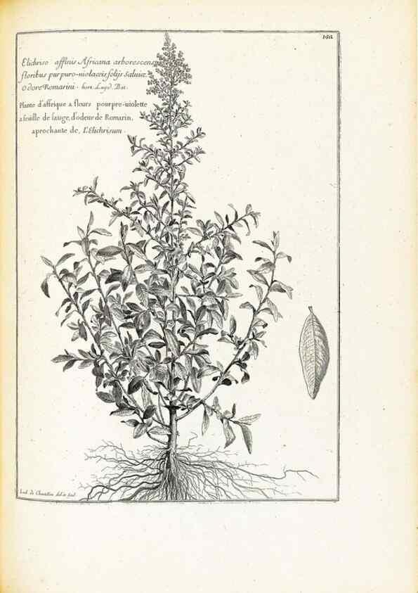 Reproducción/Reproduction 48583842612: [Recueil des plantes dessinées et gravées par ordre du roi Louis XIV].. Paris :Impr. royale,1786. 