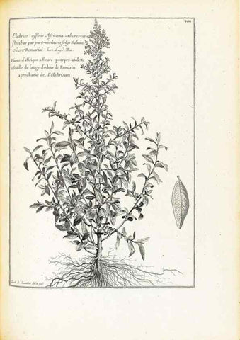 Reproducción/Reproduction 48583842612: [Recueil des plantes dessinées et gravées par ordre du roi Louis XIV].. Paris :Impr. royale,1786. 