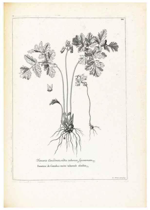 Reproducción/Reproduction 48583694441: [Recueil des plantes dessinées et gravées par ordre du roi Louis XIV].. Paris :Impr. royale,1786. 