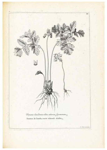Reproducción/Reproduction 48583694441: [Recueil des plantes dessinées et gravées par ordre du roi Louis XIV].. Paris :Impr. royale,1786. 