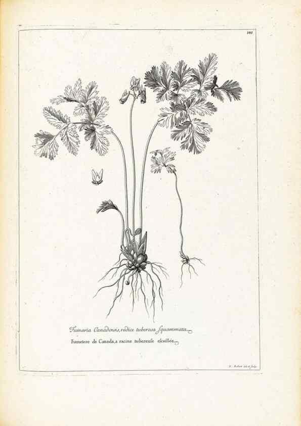 Reproducción/Reproduction 48583694441: [Recueil des plantes dessinées et gravées par ordre du roi Louis XIV].. Paris :Impr. royale,1786. 
