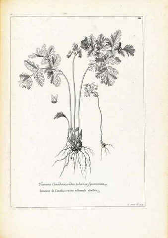 Reproducción/Reproduction 48583694441: [Recueil des plantes dessinées et gravées par ordre du roi Louis XIV].. Paris :Impr. royale,1786. 