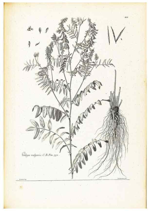 Reproducción/Reproduction 48583847252: [Recueil des plantes dessinées et gravées par ordre du roi Louis XIV].. Paris :Impr. royale,1786. 