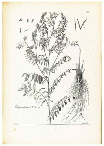 Reproducción/Reproduction 48583847252: [Recueil des plantes dessinées et gravées par ordre du roi Louis XIV].. Paris :Impr. royale,1786. 