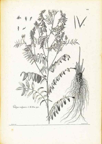 Reproducción/Reproduction 48583847252: [Recueil des plantes dessinées et gravées par ordre du roi Louis XIV].. Paris :Impr. royale,1786. 