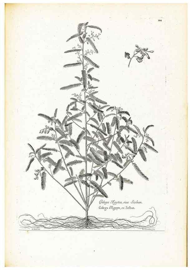 Reproducción/Reproduction 48583847652: [Recueil des plantes dessinées et gravées par ordre du roi Louis XIV].. Paris :Impr. royale,1786. 