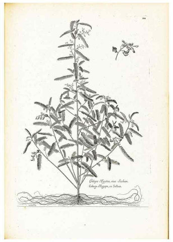 Reproducción/Reproduction 48583847652: [Recueil des plantes dessinées et gravées par ordre du roi Louis XIV].. Paris :Impr. royale,1786. 