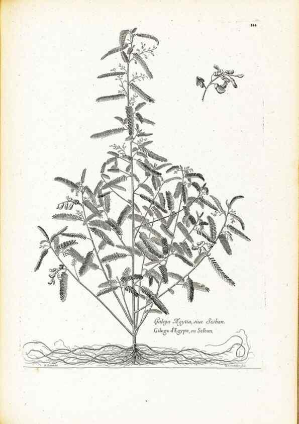 Reproducción/Reproduction 48583847652: [Recueil des plantes dessinées et gravées par ordre du roi Louis XIV].. Paris :Impr. royale,1786. 