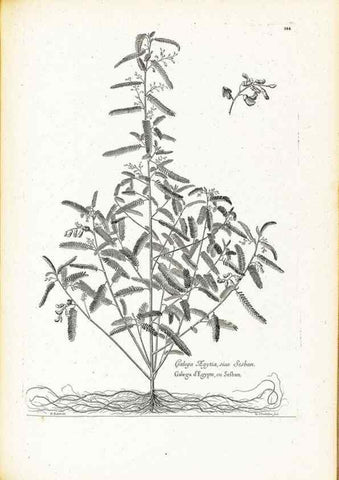 Reproducción/Reproduction 48583847652: [Recueil des plantes dessinées et gravées par ordre du roi Louis XIV].. Paris :Impr. royale,1786. 