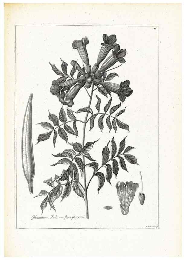 Reproducción/Reproduction 48583848132: [Recueil des plantes dessinées et gravées par ordre du roi Louis XIV].. Paris :Impr. royale,1786. 