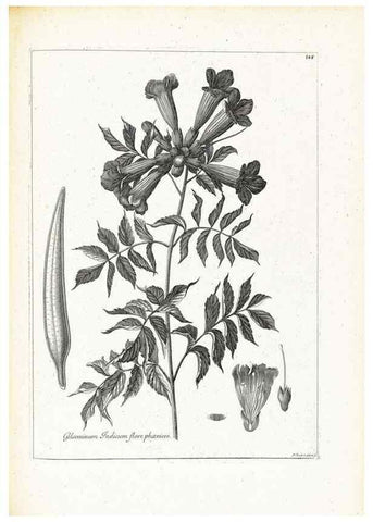 Reproducción/Reproduction 48583848132: [Recueil des plantes dessinées et gravées par ordre du roi Louis XIV].. Paris :Impr. royale,1786. 