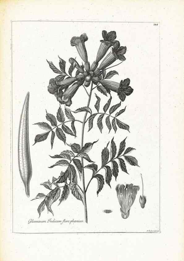 Reproducción/Reproduction 48583848132: [Recueil des plantes dessinées et gravées par ordre du roi Louis XIV].. Paris :Impr. royale,1786. 