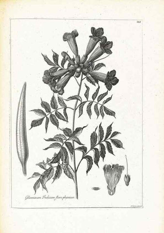 Reproducción/Reproduction 48583848132: [Recueil des plantes dessinées et gravées par ordre du roi Louis XIV].. Paris :Impr. royale,1786. 