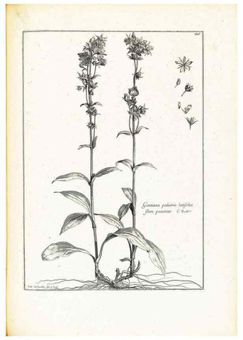 Reproducción/Reproduction 48583848547: [Recueil des plantes dessinées et gravées par ordre du roi Louis XIV].. Paris :Impr. royale,1786. 