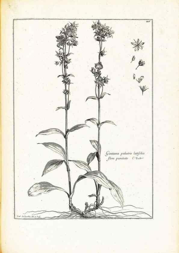 Reproducción/Reproduction 48583848547: [Recueil des plantes dessinées et gravées par ordre du roi Louis XIV].. Paris :Impr. royale,1786. 