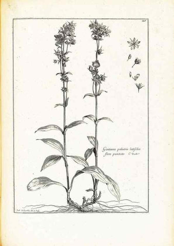 Reproducción/Reproduction 48583848547: [Recueil des plantes dessinées et gravées par ordre du roi Louis XIV].. Paris :Impr. royale,1786. 