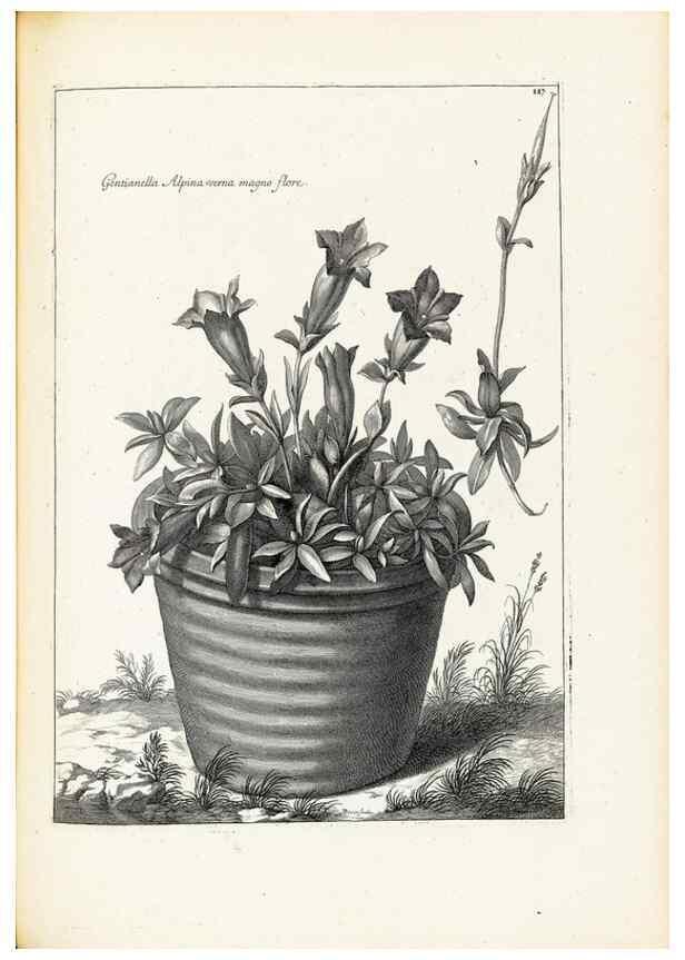 Reproducción/Reproduction 48583849107: [Recueil des plantes dessinées et gravées par ordre du roi Louis XIV].. Paris :Impr. royale,1786. 