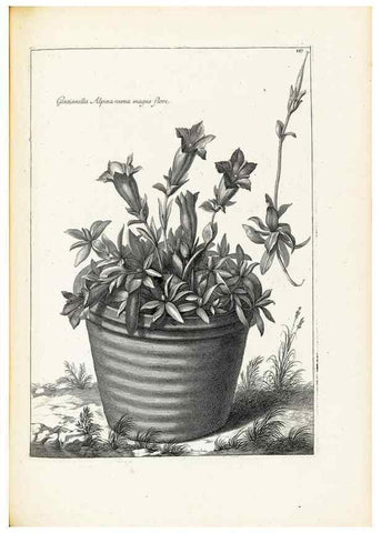Reproducción/Reproduction 48583849107: [Recueil des plantes dessinées et gravées par ordre du roi Louis XIV].. Paris :Impr. royale,1786. 