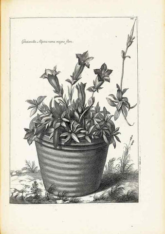 Reproducción/Reproduction 48583849107: [Recueil des plantes dessinées et gravées par ordre du roi Louis XIV].. Paris :Impr. royale,1786. 