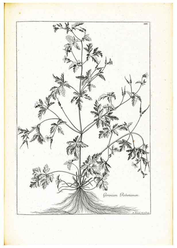 Reproducción/Reproduction 48583697446: [Recueil des plantes dessinées et gravées par ordre du roi Louis XIV].. Paris :Impr. royale,1786. 