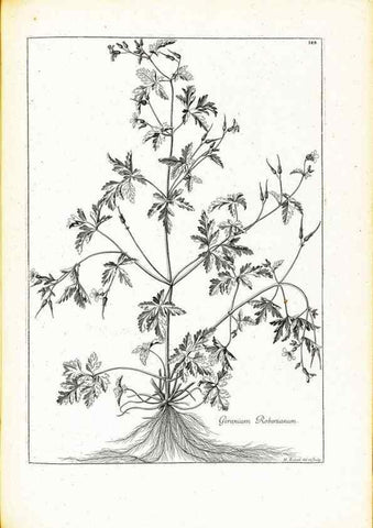 Reproducción/Reproduction 48583697446: [Recueil des plantes dessinées et gravées par ordre du roi Louis XIV].. Paris :Impr. royale,1786. 