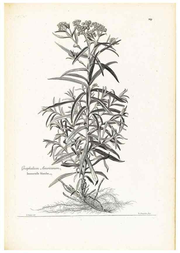 Reproducción/Reproduction 48583849912: [Recueil des plantes dessinées et gravées par ordre du roi Louis XIV].. Paris :Impr. royale,1786. 