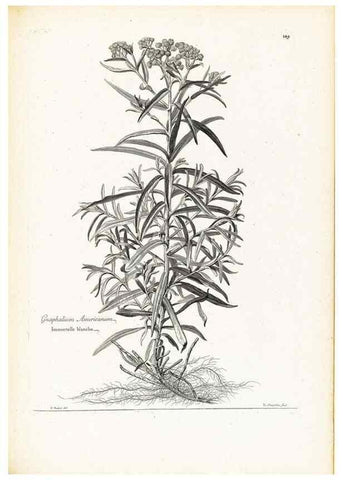 Reproducción/Reproduction 48583849912: [Recueil des plantes dessinées et gravées par ordre du roi Louis XIV].. Paris :Impr. royale,1786. 