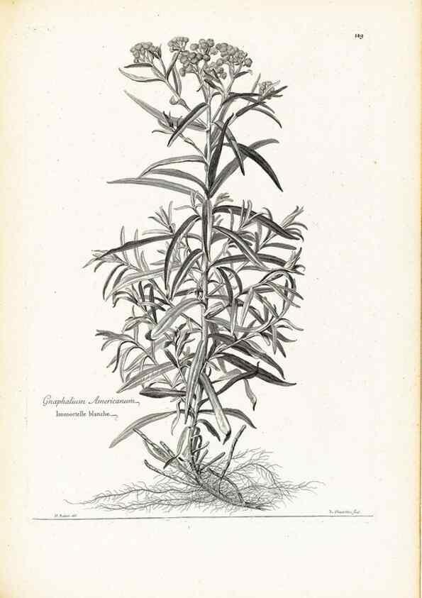 Reproducción/Reproduction 48583849912: [Recueil des plantes dessinées et gravées par ordre du roi Louis XIV].. Paris :Impr. royale,1786. 