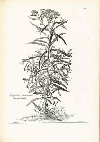 Reproducción/Reproduction 48583849912: [Recueil des plantes dessinées et gravées par ordre du roi Louis XIV].. Paris :Impr. royale,1786. 