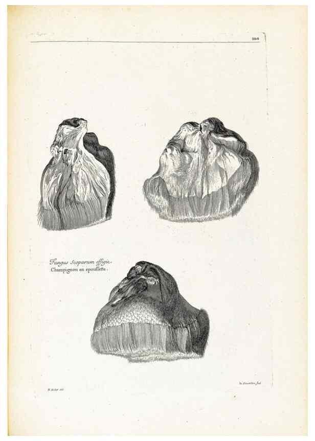 Reproducción/Reproduction 48583846872: [Recueil des plantes dessinées et gravées par ordre du roi Louis XIV].. Paris :Impr. royale,1786. 