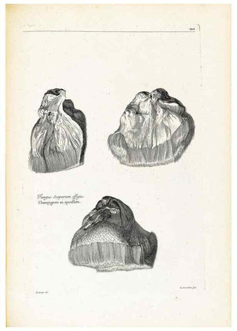 Reproducción/Reproduction 48583846872: [Recueil des plantes dessinées et gravées par ordre du roi Louis XIV].. Paris :Impr. royale,1786. 