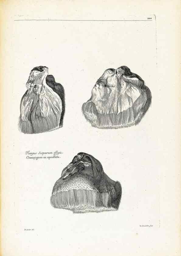 Reproducción/Reproduction 48583846872: [Recueil des plantes dessinées et gravées par ordre du roi Louis XIV].. Paris :Impr. royale,1786. 
