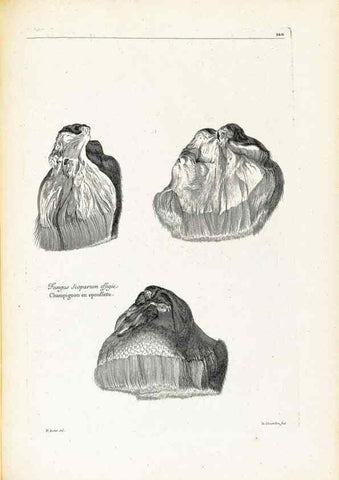 Reproducción/Reproduction 48583846872: [Recueil des plantes dessinées et gravées par ordre du roi Louis XIV].. Paris :Impr. royale,1786. 