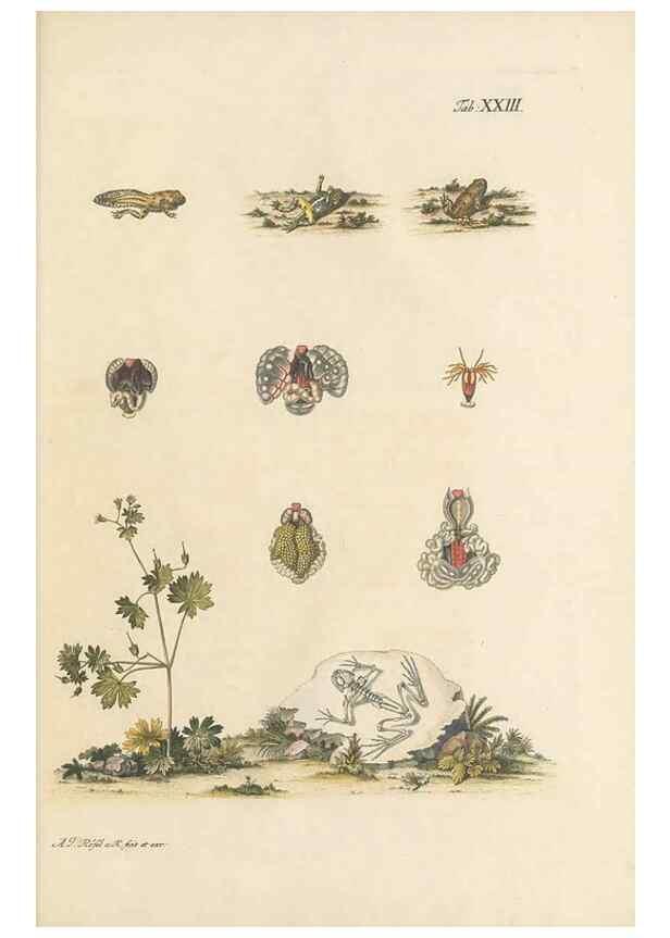Reproducción/Reproduction 48519436981: Historia naturalis ranarum nostratium :. Nürnberg :gedrucht bey Johann Joseph Fleischmann,1758.. 
