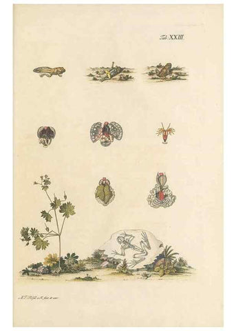 Reproducción/Reproduction 48519436981: Historia naturalis ranarum nostratium :. Nürnberg :gedrucht bey Johann Joseph Fleischmann,1758.. 