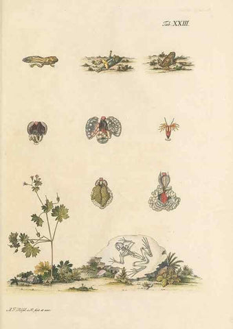 Reproducción/Reproduction 48519436981: Historia naturalis ranarum nostratium :. Nürnberg :gedrucht bey Johann Joseph Fleischmann,1758.. 