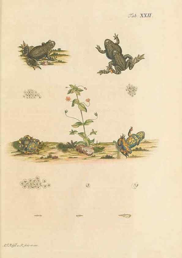 Reproducción/Reproduction 48519605182: Historia naturalis ranarum nostratium :. Nürnberg :gedrucht bey Johann Joseph Fleischmann,1758.. 