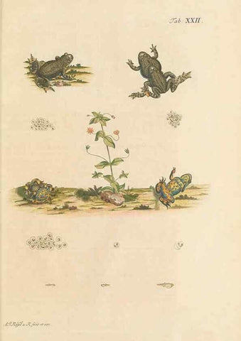 Reproducción/Reproduction 48519605182: Historia naturalis ranarum nostratium :. Nürnberg :gedrucht bey Johann Joseph Fleischmann,1758.. 