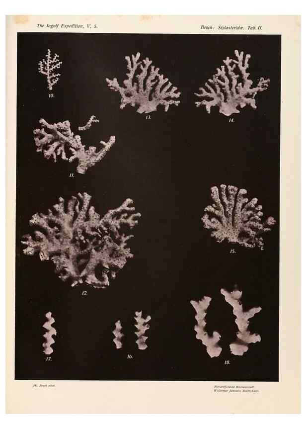 Reproducción/Reproduction 48406141707: The Danish Ingolf-Expedition.. Copenhagen :H. Hagerup,1899-1928.. 