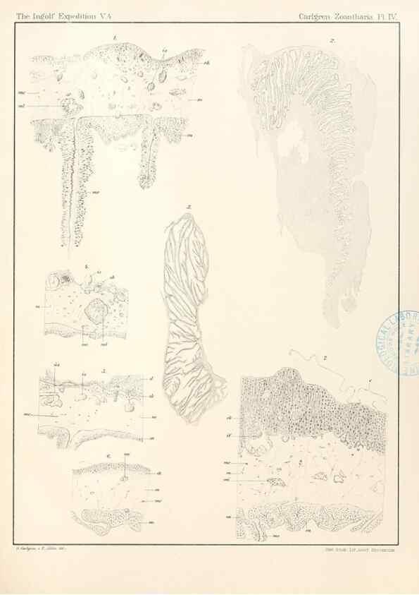 Reproducción/Reproduction 48406071816: The Danish Ingolf-Expedition.. Copenhagen :H. Hagerup,1899-1928.. 
