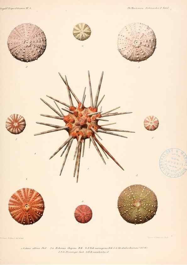 Reproducción/Reproduction 48422224857: The Danish Ingolf-Expedition.. Copenhagen :H. Hagerup,1899-1928.. 