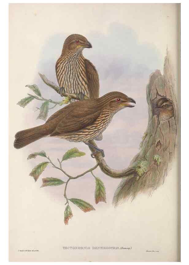 Reproducción/Reproduction 48367299231: Monograph of the Paradiseidae, or birds of paradise and Ptilonorhynchidae, or bower-birds.. London :H. Sotheran & Co.,1891-98.. 