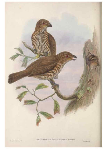 Reproducción/Reproduction 48367299231: Monograph of the Paradiseidae, or birds of paradise and Ptilonorhynchidae, or bower-birds.. London :H. Sotheran & Co.,1891-98.. 