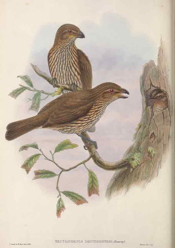 Reproducción/Reproduction 48367299231: Monograph of the Paradiseidae, or birds of paradise and Ptilonorhynchidae, or bower-birds.. London :H. Sotheran & Co.,1891-98.. 