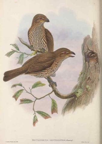 Reproducción/Reproduction 48367299231: Monograph of the Paradiseidae, or birds of paradise and Ptilonorhynchidae, or bower-birds.. London :H. Sotheran & Co.,1891-98.. 