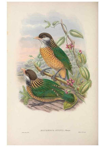 Reproducción/Reproduction 48367298661: Monograph of the Paradiseidae, or birds of paradise and Ptilonorhynchidae, or bower-birds.. London :H. Sotheran & Co.,1891-98.. 