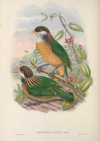 Reproducción/Reproduction 48367298661: Monograph of the Paradiseidae, or birds of paradise and Ptilonorhynchidae, or bower-birds.. London :H. Sotheran & Co.,1891-98.. 
