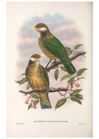 Reproducción/Reproduction 48367298096: Monograph of the Paradiseidae, or birds of paradise and Ptilonorhynchidae, or bower-birds.. London :H. Sotheran & Co.,1891-98.. 